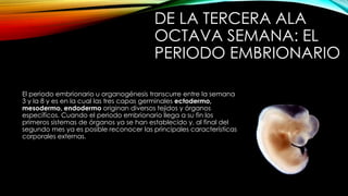 DE LA TERCERA ALA
OCTAVA SEMANA: EL
PERIODO EMBRIONARIO
El periodo embrionario u organogénesis transcurre entre la semana
3 y la 8 y es en la cual las tres capas germinales ectodermo,
mesodermo, endodermo originan diversos tejidos y órganos
específicos. Cuando el periodo embrionario llega a su fin los
primeros sistemas de órganos ya se han establecido y, al final del
segundo mes ya es posible reconocer las principales características
corporales externas.
 