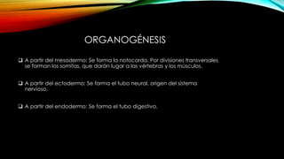 ORGANOGÉNESIS
 A partir del mesodermo: Se forma la notocorda. Por divisiones transversales
se forman los somitas, que darán lugar a las vértebras y los músculos.
 A partir del ectodermo: Se forma el tubo neural, origen del sistema
nervioso.
 A partir del endodermo: Se forma el tubo digestivo.
 