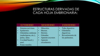 ESTRUCTURAS DERIVADAS DE
CADA HOJA EMBRIONARIA:
 