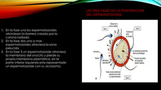 LAS TRES FASES DE LA PENETRACION
DEL ESPERMATOZOIDE
1. En la fase uno los espermatozoides
atraviesan la barrera creada por la
corona radiada
2. En la fase dos uno o mas
espermatozoides atraviesa la zona
pelucida
3. En la fase 3 un espermatozoide atraviesa
la membrana del ovocito y pierde su
propia membrana plasmática, en la
parte inferior izquierda esta representado
un espermatozoide con su acrosoma.
 