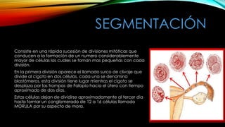 SEGMENTACIÓN
Consiste en una rápida sucesión de divisiones mitóticas que
conducen a la formación de un numero considerablemente
mayor de células las cuales se tornan mas pequeñas con cada
división.
En la primera división aparece el llamado surco de clivaje que
divide al cigoto en dos células, cada una se denomina
blastómeros, esta división tiene lugar mientras el cigoto se
desplaza por las trompas de Falopio hacia el útero con tiempo
aproximado de dos días.
Estas células dejan de dividirse aproximadamente al tercer dia
hasta formar un conglomerado de 12 a 16 células llamado
MORULA por su aspecto de mora.
 