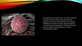 Las células en el centro de la mórula forman
la masa celular interna que originan los
tejidos del cuerpo del embrión y las células
periféricas forman la masa celular externa
cubierta por la membrana celular prelucida
que da origen al trofoblasto y a otras
membranas fetales.
 