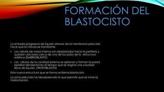 FORMACIÓN DEL
BLASTOCISTO
La entrada progresiva de liquido atreves de la membrana pelucida
hace que la mórula se transforme.
• Las células de masa interna son desplazadas hacia la periferia y
quedan ubicados cerca de uno de los polos de la estructura
esférica (EMBRIOBLASTO)
• Las células de la cavidad externa se aplanan y forman la pared
epitelial del blastocito al tiempo que se origina una cavidad
llena de liquido. (TROFOBLASTO)
Esta nueva estructura que se forma se llama blastocisto.
La zona pelucida ha desaparecido lo que permite que se inicie la
implantación.
 