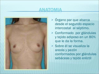Órgano par que abarca desde el segundo espacio  intercostal  al séptimo. Conformado  por glándulas y tejido adiposo en un 80% que le da la forma. Sobre él se visualiza la areola y pezón conformados por glándulas sebáceas y tejido eréctil  
