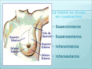 La mama se divide en cuadrantes: Superointerno Superoexterno Inferointerno Inferoexterno 