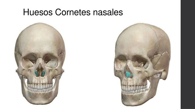 Cabeza Osea (Cráneo y Cara)