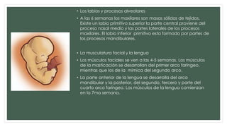 Labios Rombicos Crecimiento Y DESARROLLO CRANEOFACIAL.pptx