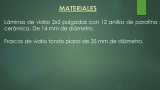 Láminas de vidrio 2x3 pulgadas con 12 anillos de parafina o
cerámica. De 14 mm de diámetro.
Frascos de vidrio fondo plano de 35 mm de diámetro.
MATERIALES
 