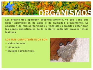 ORGANISMOS
Los organismos aparecen secundariamente, ya que tiene que
haber acumulación de agua o de humedad previamente. La
aparición de microorganismos y vegetales parásitos deterioran
las capas superficiales de la cubierta pudiendo provocar otras
lesiones.

LOS MÁS CARACTERÍSTICOS SON:
 Nidos de aves.
 Líquenes.
 Musgos y gramíneas.
 