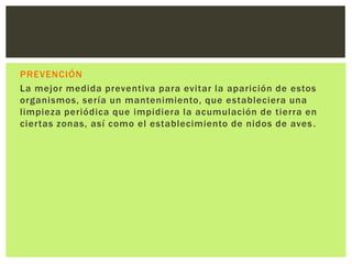 PREVENCIÓN
La mejor medida preventiva para evitar la aparición de estos
organismos, sería un mantenimiento, que estableciera una
limpieza periódica que impidiera la acumulación de tierra en
ciertas zonas, así como el establecimiento de nidos de aves .
 