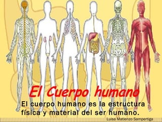 El cuerpo humano es la estructura física y material del ser humano. Luisa Matienzo Sampertiga 