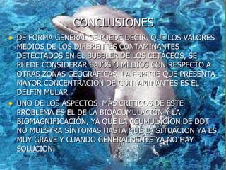 CONCLUSIONES DE FORMA GENERAL SE PUEDE DECIR, QUE LOS VALORES MEDIOS DE LOS DIFERENTES CONTAMINANTES DETECTADOS EN EL BUBBLER DE LOS CETÁCEOS, SE PUEDE CONSIDERAR BAJOS O MEDIOS CON RESPECTO A OTRAS ZONAS GEOGRÁFICAS. LA ESPECIE QUE PRESENTA MAYOR CONCENTRACIÓN DE CONTAMINANTES ES EL DELFIN MULAR. UNO DE LOS ASPECTOS  MÁS CRITICOS DE ESTE PROBLEMA ES EL DE LA BIOACUMULACIÓN Y LA BIOMAGNIFICACIÓN, YA QUE LA ACUMULACION DE DDT NO MUESTRA SÍNTOMAS HASTA QUE LA SITUACION YA ES MUY GRAVE Y CUANDO GENERALMENTE YA NO HAY SOLUCION. 