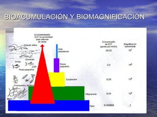 BIOACUMULACIÓN Y BIOMAGNIFICACIÓN 