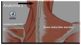 Anatomía 1
Eduardo Jose Brito Regalado 2020-
0887
Facilitador Dr. WALKY ABREU
Tema músculos nucales
 