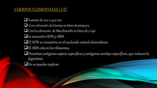 CUERPOS ELEMENTALES ( CE)
Tamaño de 200 a 400 nm
 Con coloración de Giemsa se tiñen de púrpura
Con la coloración de Macchiavello se tiñen de c rojo
se encuentra ADN y ARN.
El ADN se encuentra en el nucleoide central electrodenso
El ARN está en los ribosomas.
Presentan antígenos especie específicos y antígenos serotipo específicos, que inducen la
fagocitosis
No se pueden replicar
 