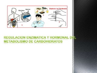 REGULACION ENZIMATICA Y HORMONAL DEL METABOLISMO DE CARBOHIDRATOS 