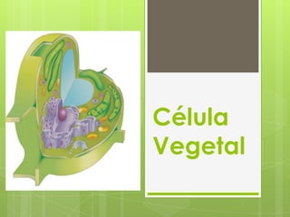 Célula
Vegetal

 