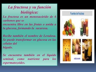 La fructosa y su función
biológica:
La fructosa es un monosacárido de 6
carbonos que se
encuentra libre en las frutas o unida a
la glucosa, formando la sacarosa.
Recibe también el nombre de Levulosa.
Se puede transformar en glucosa en las
células del
hígado.
Se encuentra también en el líquido
seminal, como nutriente para los
espermatozoides.

 