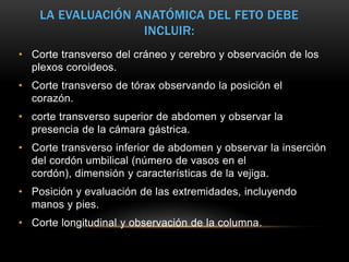 LA EVALUACIÓN ANATÓMICA DEL FETO DEBE
                   INCLUIR:
• Corte transverso del cráneo y cerebro y observación de los
  plexos coroideos.
• Corte transverso de tórax observando la posición el
  corazón.
• corte transverso superior de abdomen y observar la
  presencia de la cámara gástrica.
• Corte transverso inferior de abdomen y observar la inserción
  del cordón umbilical (número de vasos en el
  cordón), dimensión y características de la vejiga.
• Posición y evaluación de las extremidades, incluyendo
  manos y pies.
• Corte longitudinal y observación de la columna.
 