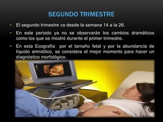 SEGUNDO TRIMESTRE
• El segundo trimestre va desde la semana 14 a la 26.
• En este periodo ya no se observarán los cambios dramáticos
  como los que se mostró durante el primer trimestre.
• En esta Ecografía por el tamaño fetal y por la abundancia de
  líquido amniótico, se considera el mejor momento para hacer un
  diagnóstico morfológico.
 