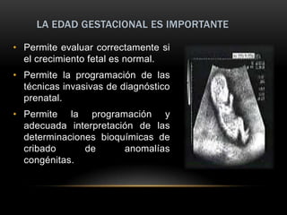 LA EDAD GESTACIONAL ES IMPORTANTE

• Permite evaluar correctamente si
  el crecimiento fetal es normal.
• Permite la programación de las
  técnicas invasivas de diagnóstico
  prenatal.
• Permite la programación y
  adecuada interpretación de las
  determinaciones bioquímicas de
  cribado      de      anomalías
  congénitas.
 
