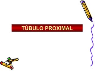 TÚBULO PROXIMAL
 