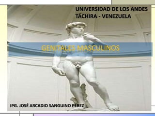 GENITALES MASCULINOS
IPG. JOSÉ ARCADIO SANGUINO PÉREZ
UNIVERSIDAD DE LOS ANDES
TÁCHIRA - VENEZUELA
 