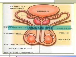 Semiología de genitales masculinos