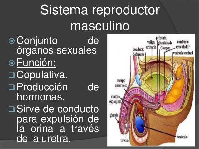 sistema reproductor masculino ppt Generalidades del aparato reproductor masculino ppt descargar.