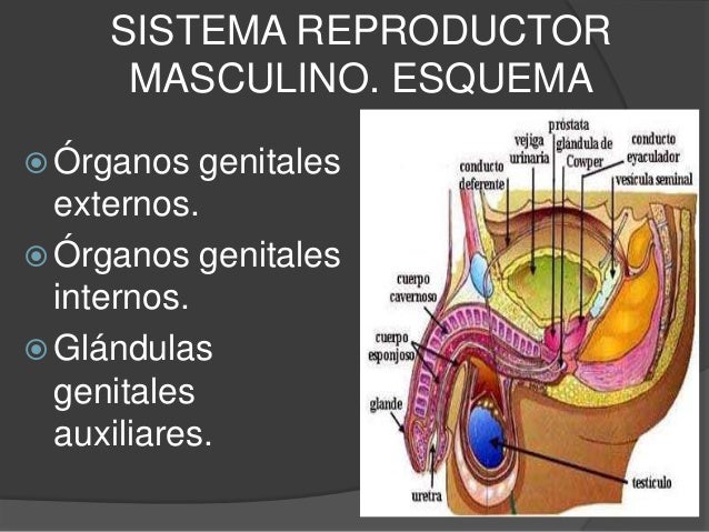 sistema reproductor masculino ppt Sistema reproductor masculino.
