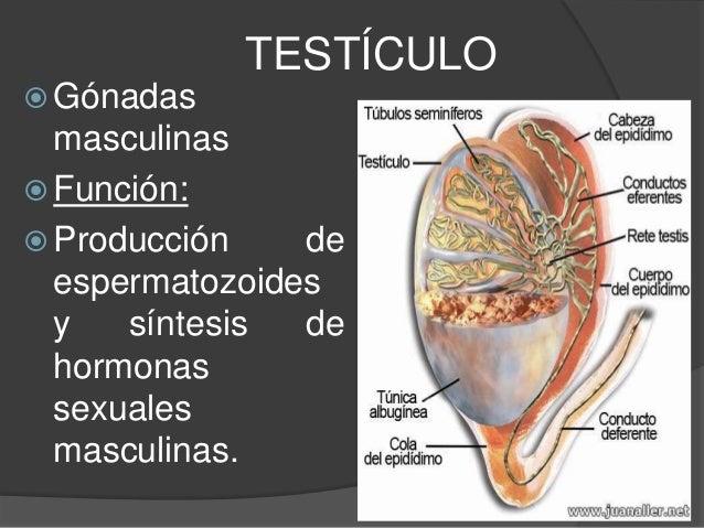 Expo de histologia de aparato reproductor masculino