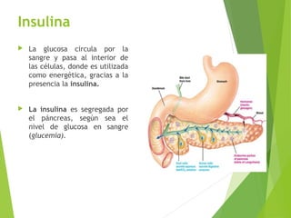 Insulina
 La glucosa circula por la
sangre y pasa al interior de
las células, donde es utilizada
como energética, gracias a la
presencia la insulina.
 La insulina es segregada por
el páncreas, según sea el
nivel de glucosa en sangre
(glucemia).
4
 