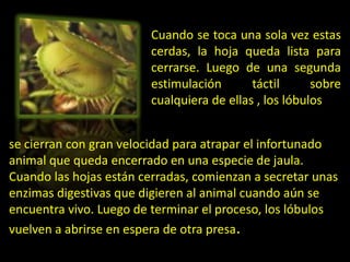 Cuando se toca una sola vez estas
                         cerdas, la hoja queda lista para
                         cerrarse. Luego de una segunda
                         estimulación       táctil      sobre
                         cualquiera de ellas , los lóbulos


se cierran con gran velocidad para atrapar el infortunado
animal que queda encerrado en una especie de jaula.
Cuando las hojas están cerradas, comienzan a secretar unas
enzimas digestivas que digieren al animal cuando aún se
encuentra vivo. Luego de terminar el proceso, los lóbulos
vuelven a abrirse en espera de otra presa.
 