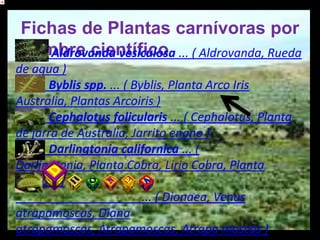 Fichas de Plantas carnívoras por
nombre científico ... ( Aldrovanda, Rueda
   Aldrovanda vesiculosa
de agua )
      Byblis spp. ... ( Byblis, Planta Arco Iris
Australia, Plantas Arcoiris )
      Cephalotus folicularis ... ( Cephalotus, Planta
de jarra de Australia, Jarrito enano )
      Darlingtonia californica ... (
Darlingtonia, Planta Cobra, Lirio Cobra, Planta
Drácula )
                          ... ( Dionaea, Venus
atrapamoscas, Diana
atrapamoscas, Atrapamoscas, Atrapa moscas )
 