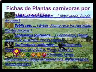 Fichas de Plantas carnívoras por
 nombre científico ... ( Aldrovanda, Rueda
    Aldrovanda vesiculosa
de agua )
      Byblis spp. ... ( Byblis, Planta Arco Iris Australia,
Plantas Arcoiris )
      Cephalotus folicularis ... ( Cephalotus, Planta
de jarra de Australia, Jarrito enano )
      Darlingtonia californica ... ( Darlingtonia,
Planta Cobra, Lirio Cobra, Planta Drácula )
                          ... ( Dionaea, Venus
atrapamoscas, Diana atrapamoscas, Atrapamoscas,
Atrapa moscas )
 
