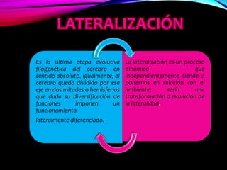 LATERALIZACIÓN
Es la última etapa evolutiva
filogenética del cerebro en
sentido absoluto. Igualmente, el
cerebro queda dividido por ese
eje en dos mitades o hemisferios
que dada su diversificación de
funciones imponen un
funcionamiento
lateralmente diferenciado.
La lateralización es un proceso
dinámico que
independientemente tiende a
ponernos en relación con el
ambiente; sería una
transformación o evolución de
la lateralidad.
 