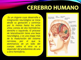 Es un órgano cuyo desarrollo e
integración neurológica se inicia
desde su gestación y continúa
por lo menos hasta los ocho
años; consta de dos hemisferios
derecho e izquierdo. El proceso
de lateralización tiene una base
neurológica, y es una etapa más
de la maduración del sistema
nervioso, por el que la
dominancia de un lado del
cuerpo sobre el otro va a
depender del predominio de uno
u otro hemisferio.
 