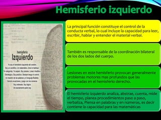 La principal función constituye el control de la
conducta verbal, lo cual incluye la capacidad para leer,
escribir, hablar y entender el material verbal.
También es responsable de la coordinación bilateral
de los dos lados del cuerpo.
Lesiones en este hemisferio provocan generalmente
problemas motores mas profundos que las
provocadas en el hemisferio derecho.
El hemisferio izquierdo analiza, abstrae, cuenta, mide
el tiempo, planea procedimientos paso a paso,
verbaliza, Piensa en palabras y en números, es decir
contiene la capacidad para las matemáticas
 