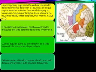 La percepción y la generación verbales dependen
del conocimiento del orden o secuencia en el que
se producen los sonidos. Conoce el tiempo y su
transcurso. Se guía por la lógica lineal y binaria (si-
no, arriba-abajo, antes-después, más-menos, 1,2,3,4
etc.).
El hemisferio izquierdo del cerebro controla los
músculos del lado derecho del cuerpo y viceversa.
Cuando alguien guiñe su ojo derecho, es el lado
izquierdo de su cerebro el que trabaja.
Debido a este cableado cruzado, el daño a un lado
del cerebro afecta el lado opuesto del cuerpo.
 