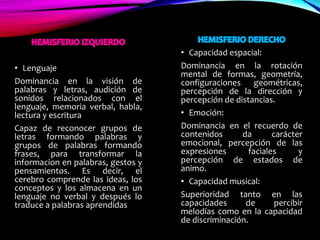 • Lenguaje
Dominancia en la visión de
palabras y letras, audición de
sonidos relacionados con el
lenguaje, memoria verbal, habla,
lectura y escritura
Capaz de reconocer grupos de
letras formando palabras y
grupos de palabras formando
frases, para transformar la
informacion en palabras, gestos y
pensamientos. Es decir, el
cerebro comprende las ideas, los
conceptos y los almacena en un
lenguaje no verbal y después lo
traduce a palabras aprendidas
• Capacidad espacial:
Dominancia en la rotación
mental de formas, geometría,
configuraciones geométricas,
percepción de la dirección y
percepción de distancias.
• Emoción:
Dominancia en el recuerdo de
contenidos da carácter
emocional, percepción de las
expresiones faciales y
percepción de estados de
animo.
• Capacidad musical:
Superioridad tanto en las
capacidades de percibir
melodías como en la capacidad
de discriminación.
 