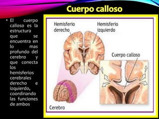 • El cuerpo
calloso es la
estructura
que se
encuentra en
lo mas
profundo del
cerebro y
que conecta
los
hemisferios
cerebrales
derecho e
izquierdo,
coordinando
las funciones
de ambos
 