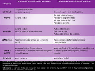 Somestesia: Sensibilidad a las diversas excitaciones sufridas por el cuerpo , a excepción de las precedentes de los órganos sensoriales;
comprende las sensaciones exteroceptivas (tacto, presión, calor, frío), las sensaciones propioceptivas (musculares y tendinosas) y las
sensaciones dolorosas.
Estereopsia: es el proceso dentro de la percepción visual que lleva a la sensación de profundidad a partir de dos proyecciones ligeramente
diferentes del mundo físico en las retinas de los ojos
FUNCIÓN
PREDOMINIO DEL HEMISFERIO IZQUIERDO PREDOMINIO DEL HEMISFERIO DERECHO
LENGUAJE
Lenguaje comprensivo
Lenguaje expresivo Entonación y otra actividad lingüística
VISIÓN Material verbal
Reconocimiento de caras
Percepción de profundidad
Reconocimiento de formas
Percepción espacial
AUDICIÓN
Material verbal
Reconocimiento de la voz humana
Audición de melodías
Patrones de tono
Audición de sonidos del entorno.
SOMESTESIA Reconocimiento de formas con contenido
verbal
Reconocimiento de formas (estereopsia)
Lenguaje braille
SISTEMA
MOTOR
Mayor predominio de movimientos
espontáneos de la mano derecha en diálogos de
contenido verbal
Mayor predominio de movimientos espontáneos de
la mano izquierda en diálogos de contenido
espacial.
MEMORIA Memoria verbal Memoria no verbal
 