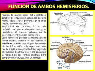 .
Forman la mayor parte del encéfalo o
cerebro. Se encuentran separados por una
misma cisura sagital profunda en la línea
media, denominada cisura
longitudinal del cerebro. En lo más
profundo se puede observar una gran
hendidura, el cuerpo calloso, en la
intersección entre ambos hemisferios.
Cada hemisferio procesa la información de
forma distinta, aunque los dos tienden al
equilibrio, puesto que ningún hemisferio
elimina información o la superpone, sino
que la sintetiza, compendiándola y logrando
el equilibrio. Es decir, el cerebro construye
la realidad de dos formas distintas, pero
complementarias, logrando una síntesis.
 
