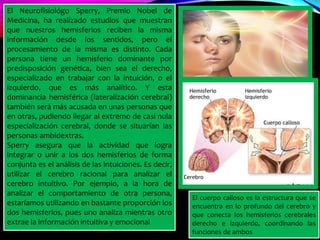 El Neurofisiológo Sperry, Premio Nobel de
Medicina, ha realizado estudios que muestran
que nuestros hemisferios reciben la misma
información desde los sentidos, pero el
procesamiento de la misma es distinto. Cada
persona tiene un hemisferio dominante por
predisposición genética, bien sea el derecho,
especializado en trabajar con la intuición, o el
izquierdo, que es más analítico. Y esta
dominancia hemisférica (lateralización cerebral)
también será más acusada en unas personas que
en otras, pudiendo llegar al extremo de casi nula
especialización cerebral, donde se situarían las
personas ambidextras.
Sperry asegura que la actividad que logra
integrar o unir a los dos hemisferios de forma
conjunta es el análisis de las intuiciones. Es decir,
utilizar el cerebro racional para analizar el
cerebro intuitivo. Por ejemplo, a la hora de
analizar el comportamiento de otra persona,
estaríamos utilizando en bastante proporción los
dos hemisferios, pues uno analiza mientras otro
extrae la información intuitiva y emocional
El cuerpo calloso es la estructura que se
encuentra en lo profundo del cerebro y
que conecta los hemisferios cerebrales
derecho e izquierdo, coordinando las
funciones de ambos
 