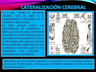 Deduciendo que el hemisferio Derecho se caracteriza por un tratamiento global y
sintético de la información, mientras que le hemisferio Izquierdo lo hace de modo
secuencial y analítico.
Es la que genera la lateralidad
corporal. Esto se debe a la
especialización o predominio de un
hemisferio sobre el otro.
Es decir porque existe una
especialización de hemisferios, y
dado que cada uno rige a nivel motor
el hemisferio contra- lateral, es por lo
que existe una especialización mayor
o más precisa para algunas acciones
de una parte del cuerpo sobre la otra
pudiéndose constatar que los dos
hemisferios son funcional y
anatómicamente asimétricos.
 
