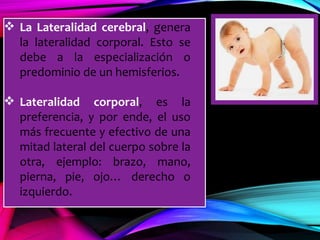  La Lateralidad cerebral, genera
la lateralidad corporal. Esto se
debe a la especialización o
predominio de un hemisferios.
 Lateralidad corporal, es la
preferencia, y por ende, el uso
más frecuente y efectivo de una
mitad lateral del cuerpo sobre la
otra, ejemplo: brazo, mano,
pierna, pie, ojo… derecho o
izquierdo.
 