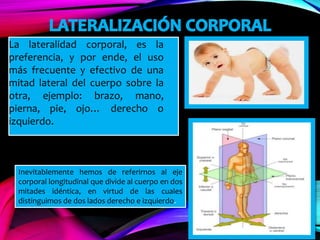 La lateralidad corporal, es la
preferencia, y por ende, el uso
más frecuente y efectivo de una
mitad lateral del cuerpo sobre la
otra, ejemplo: brazo, mano,
pierna, pie, ojo… derecho o
izquierdo.
Inevitablemente hemos de referirnos al eje
corporal longitudinal que divide al cuerpo en dos
mitades idéntica, en virtud de las cuales
distinguimos de dos lados derecho e izquierdo.
 