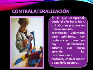 Es la que comprende
desde el año hasta los 5
o 6 años se produce un
funcionamiento
coordinado, voluntario
pero asimétrico. Hay
preferencias pero no
hay dominancias,
durante esta etapa
aprende las
coordinaciones
motrices, control motor
y equilibrio postural.
 