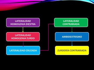 LATERALIDAD
HOMOGENIA DIESTRA
ZURDERÍA CONTRARIADA
AMBIDEXTRISMO
LATERALIDAD
CONTRARIADA
LATERALIDAD CRUZADA
LATERALIDAD
HOMOGENIA ZURDO
 