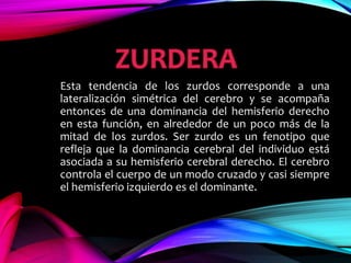 Esta tendencia de los zurdos corresponde a una
lateralización simétrica del cerebro y se acompaña
entonces de una dominancia del hemisferio derecho
en esta función, en alrededor de un poco más de la
mitad de los zurdos. Ser zurdo es un fenotipo que
refleja que la dominancia cerebral del individuo está
asociada a su hemisferio cerebral derecho. El cerebro
controla el cuerpo de un modo cruzado y casi siempre
el hemisferio izquierdo es el dominante.
 